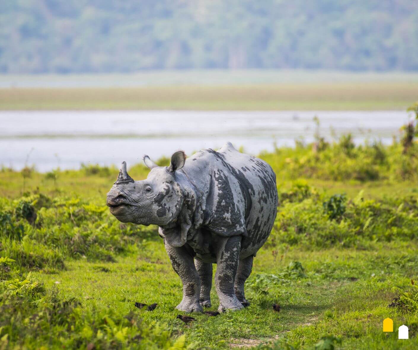 ASSAM